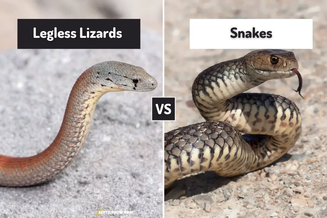 legless lizard vs snake