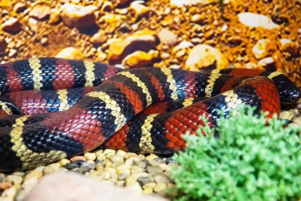 Lampropeltis elapsoides