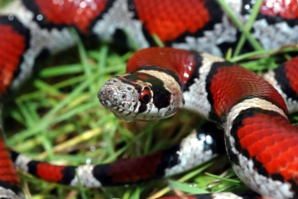 Lampropeltis gentilis