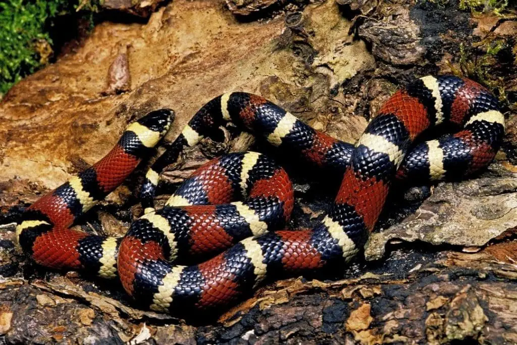 Lampropeltis triangulum annulata