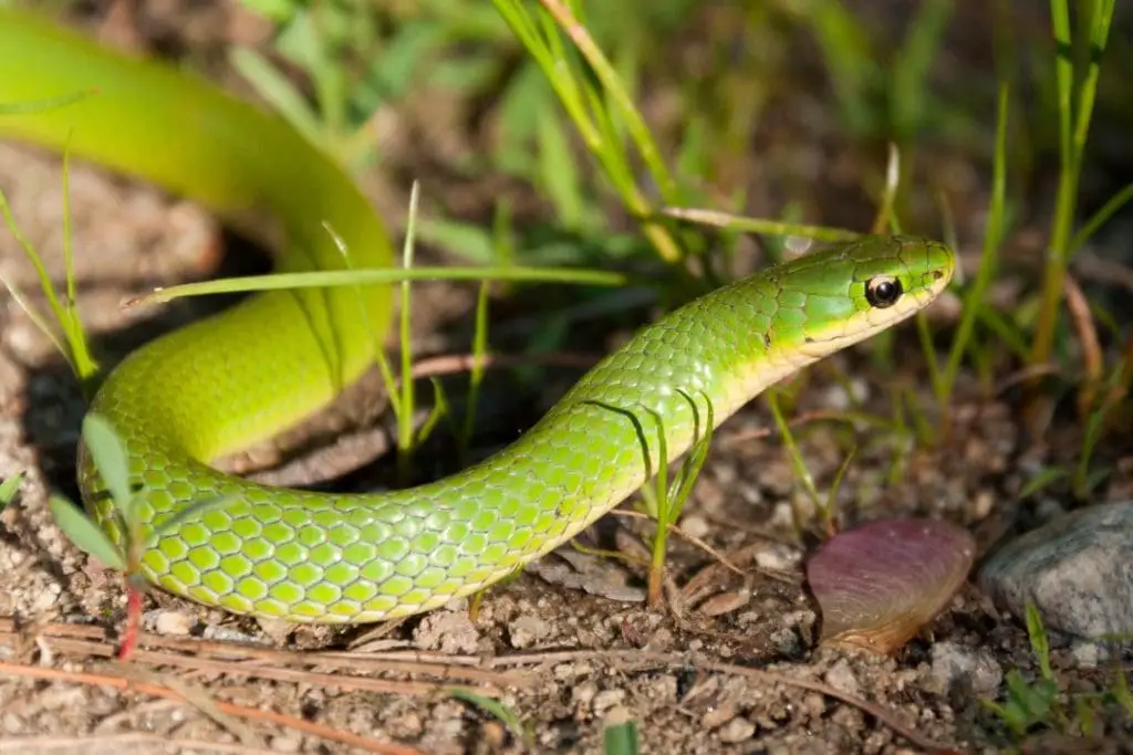 smooth green snake - Liochlorophis vernalis