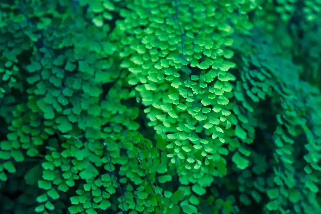 Maidenhair Fern tropical plant