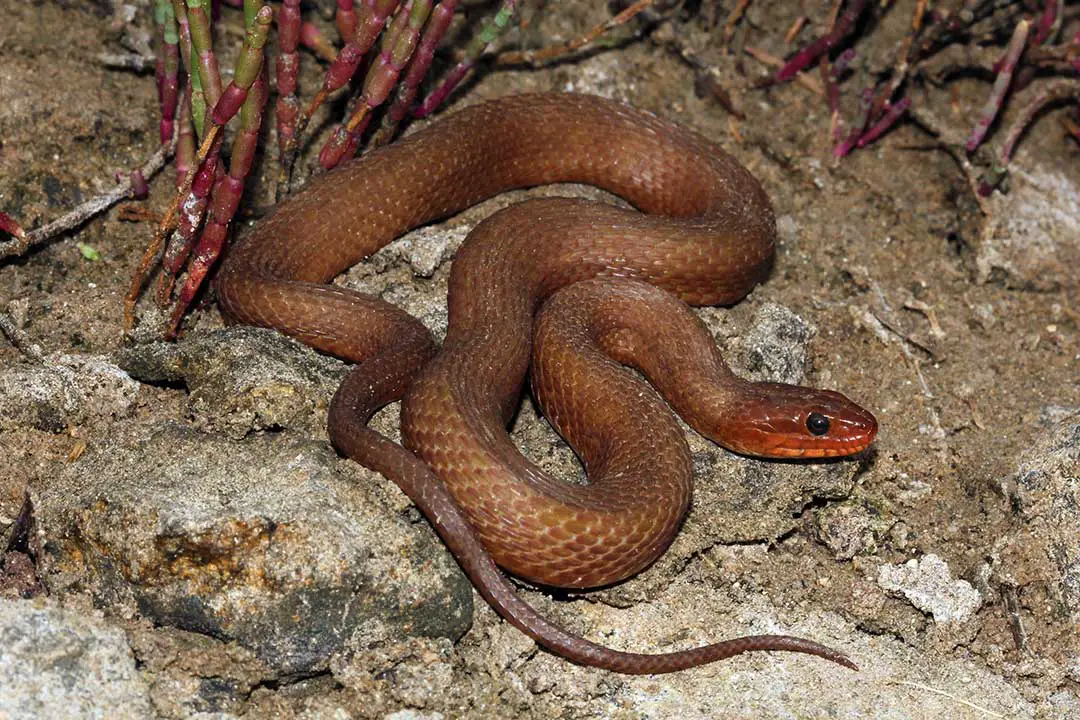 All 48 Snakes in Florida (With Pictures) - ReptileHow.com