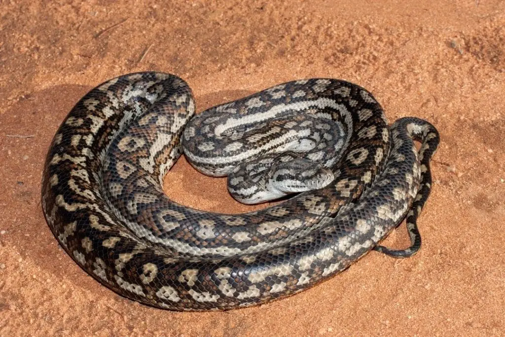 Murray Darling carpet python