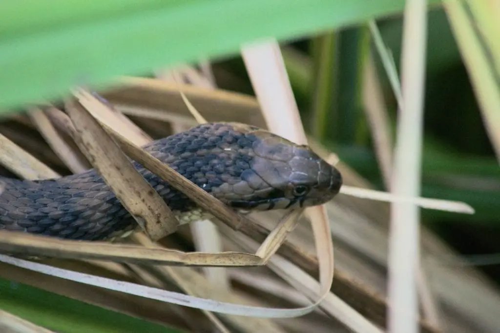 Nerodia cyclopion