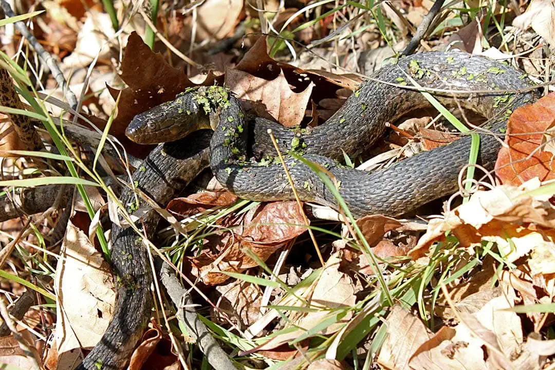 All 46 Snakes In Missouri (With Pictures) - ReptileHow.com