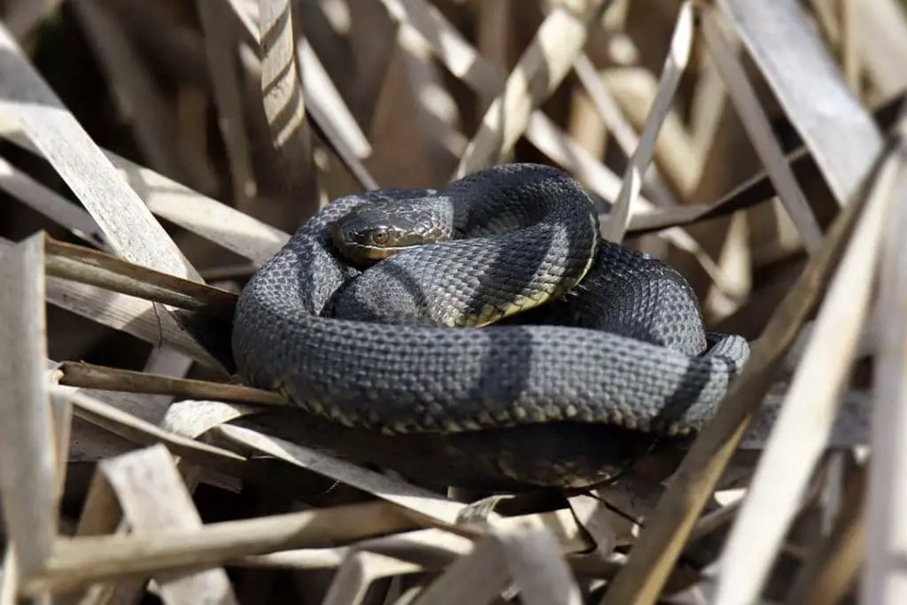 Nerodia erythrogaster (plain-bellied watersnake)