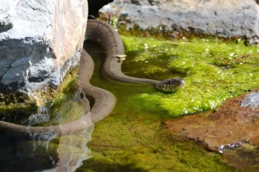 Nerodia erythrogaster transversa