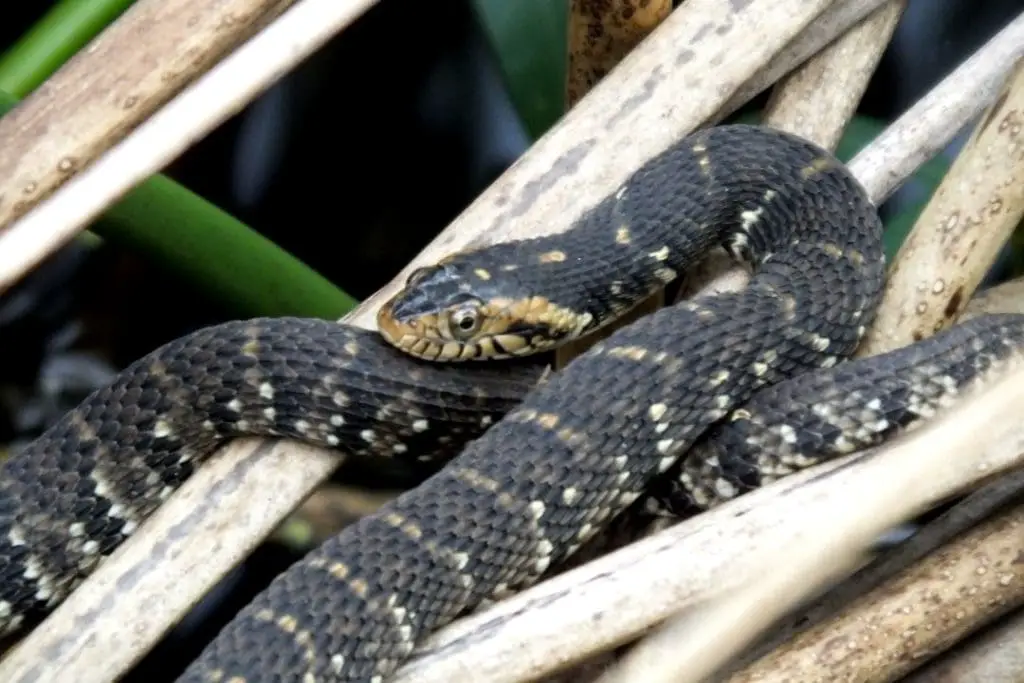 banded watersnake