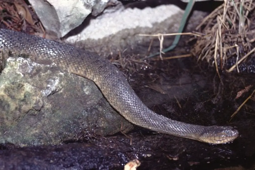 florida green watersnake