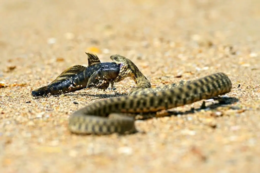 concho water snake