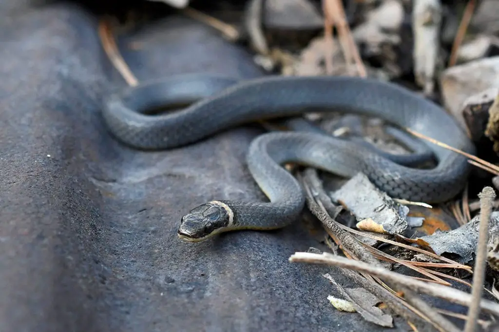 Northern Ring-necked Snake (Diadophis punctatus edwardsii)