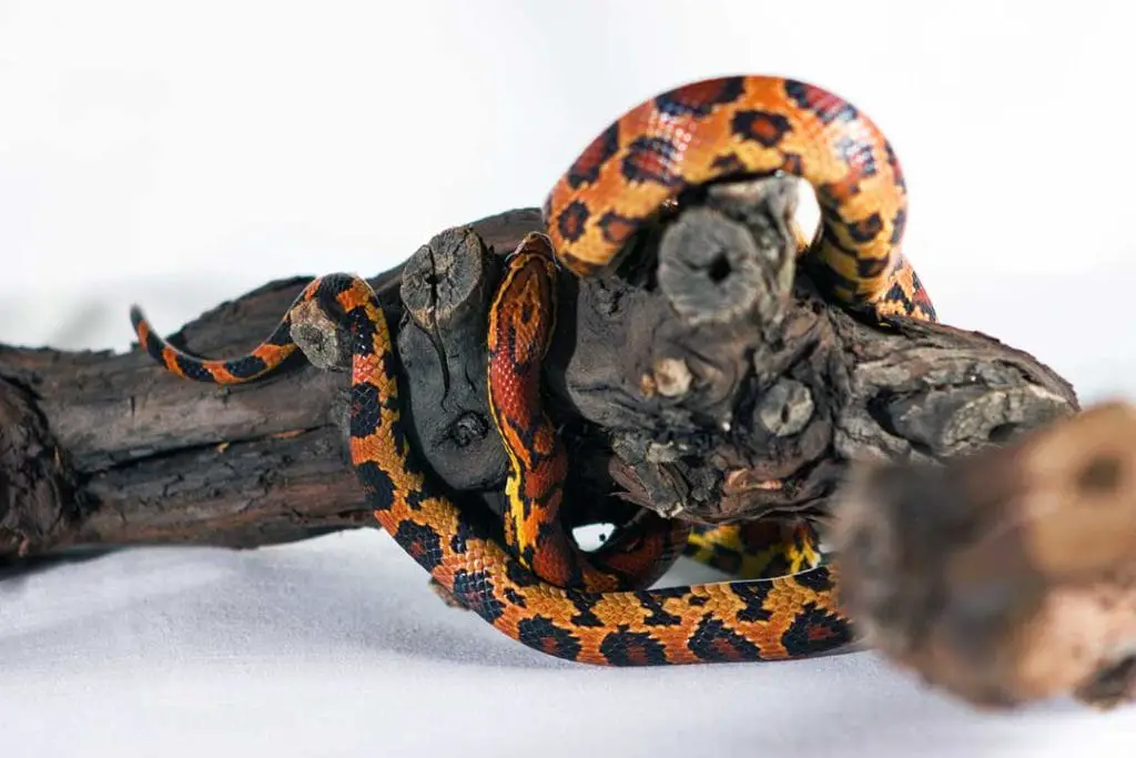 okeetee corn snake