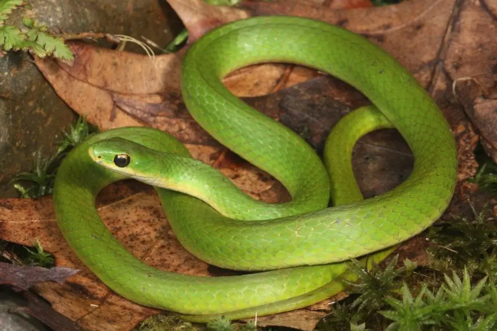 Opheodrys vernalis smooth green snake