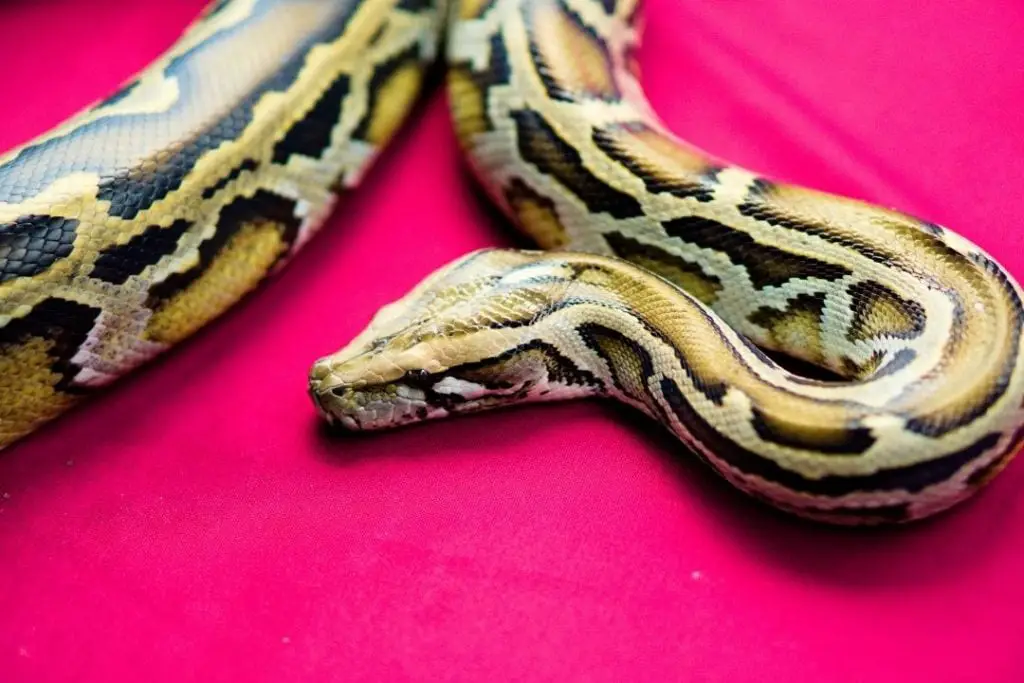 pet burmese python