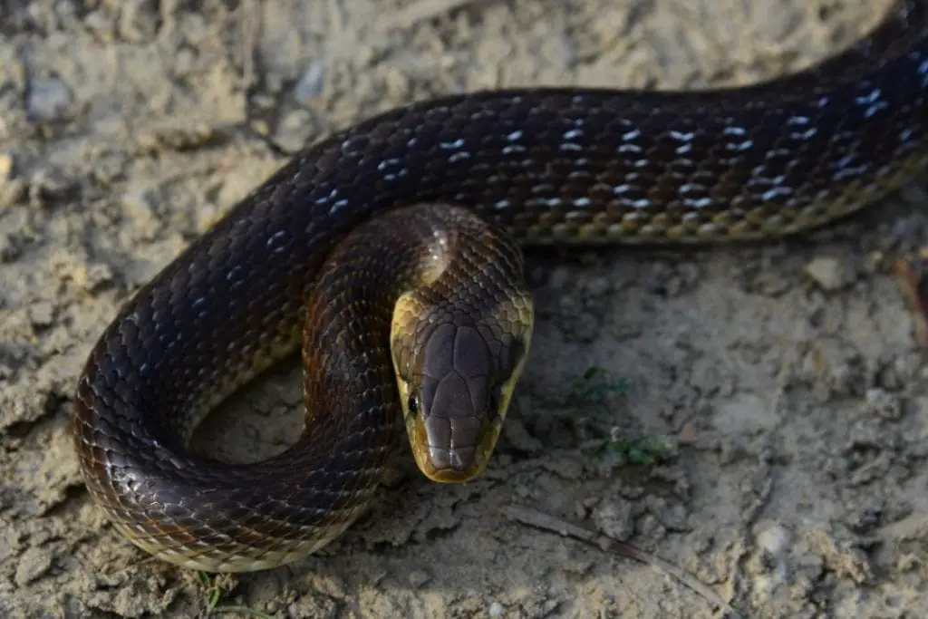 Pantherophis obsoletus western rat snake