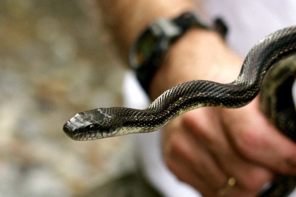 Pantherophis spiloides gray rat snake