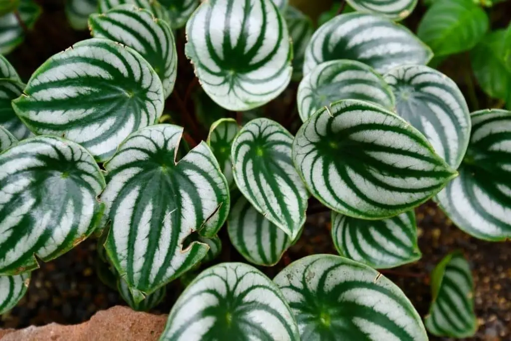 Peperomia watermelon plant