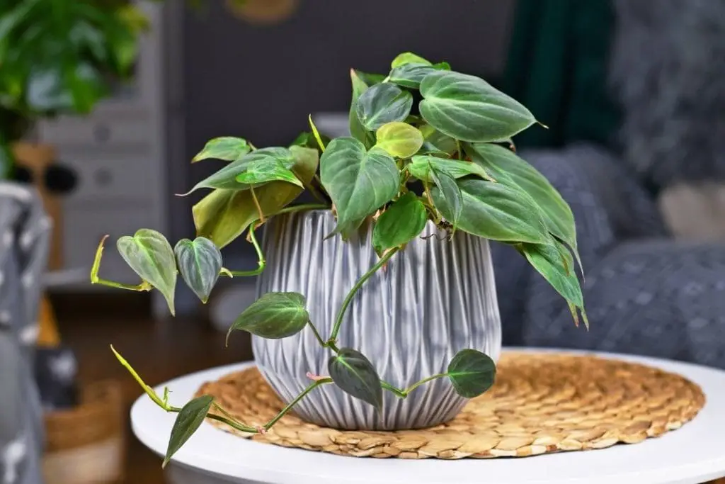 Philodendron hederaceum