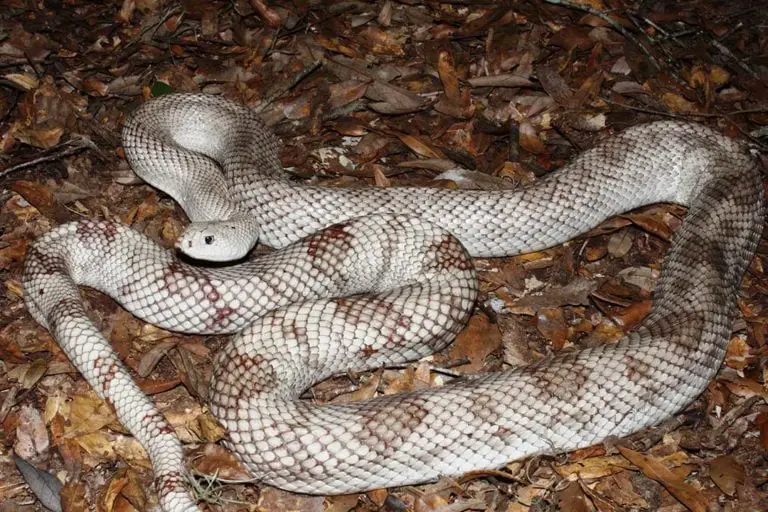 All 48 Snakes In Florida (With Pictures) - ReptileHow.com