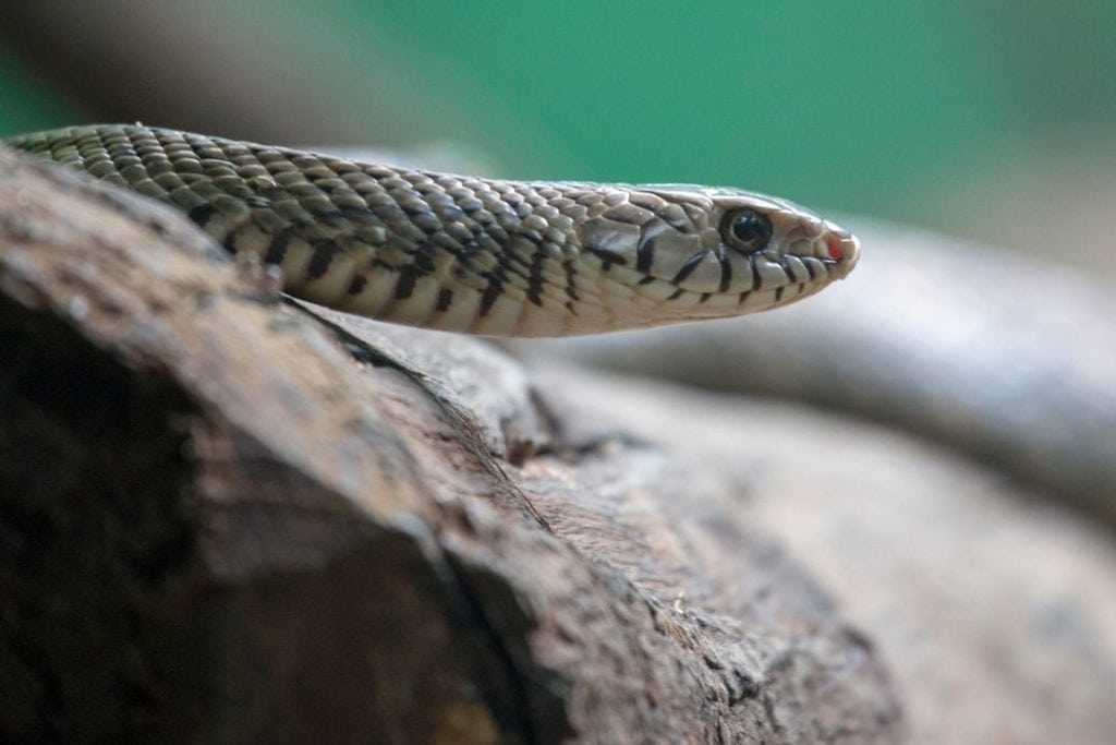 indian rat snake Pytas mucosa