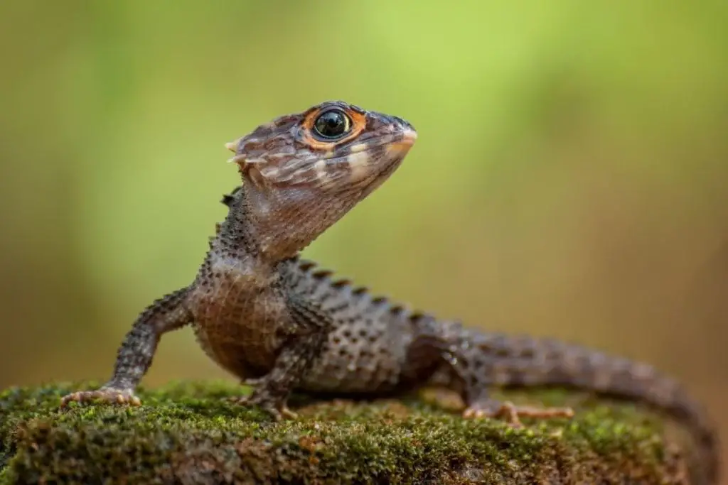 Red Eyed Crocodile Skink Size (How Big Do They Get?) - ReptileHow.com