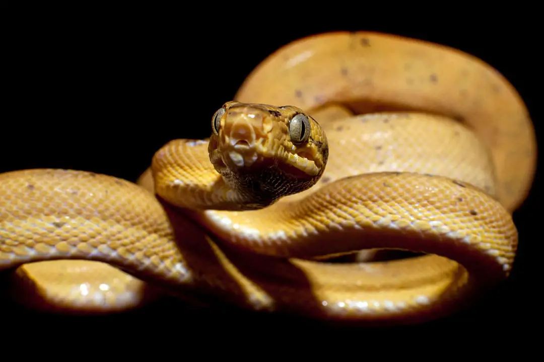 red amazon tree boa isolated on a black background