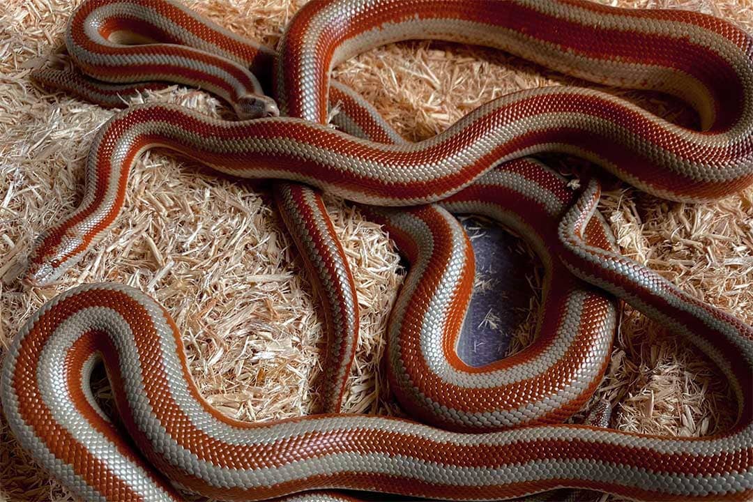 two rosy boas together in aspen bedding