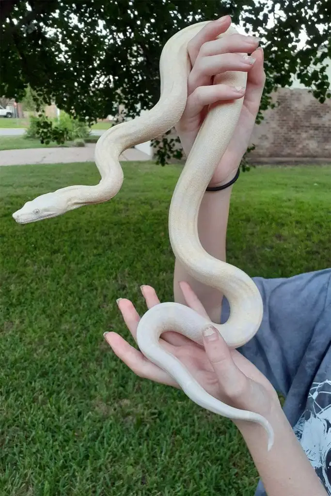 snow color boa constrictor