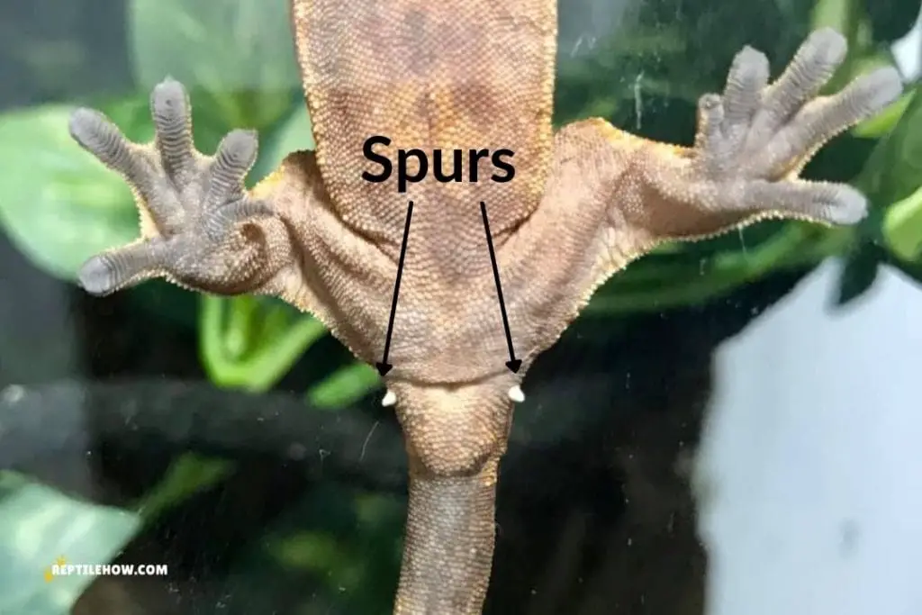 spurs on a crested gecko
