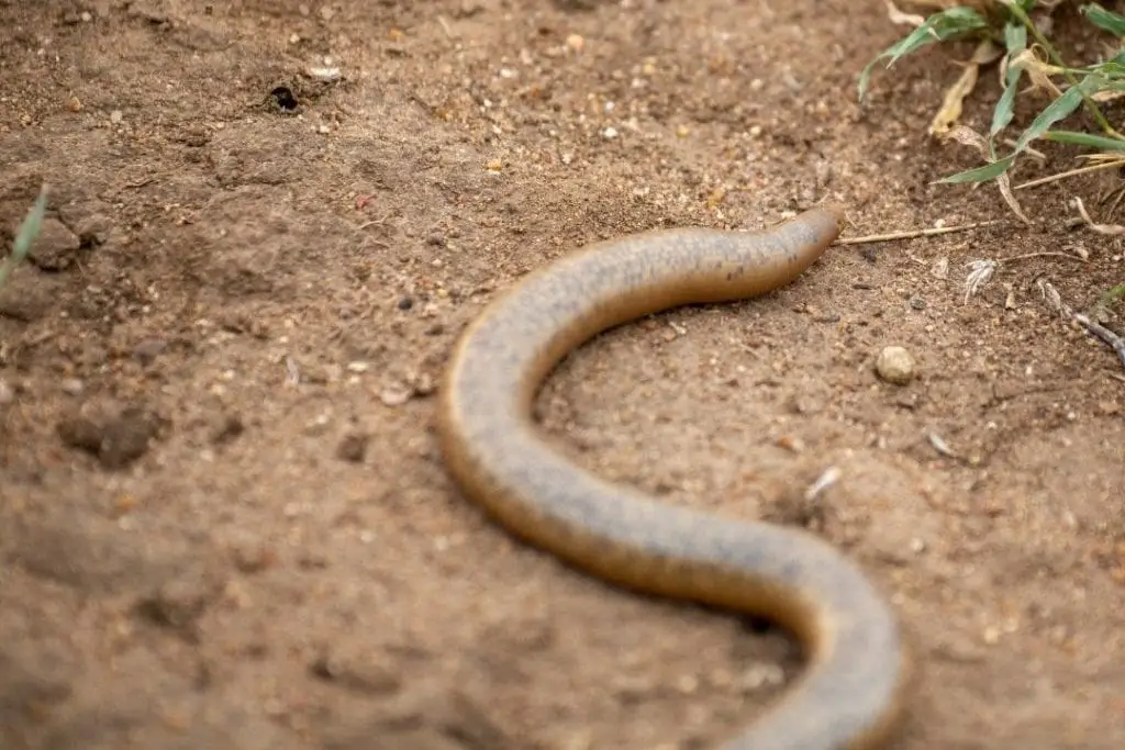 Scolecophidia blind snake