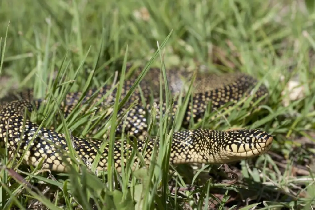 Speckled King snake