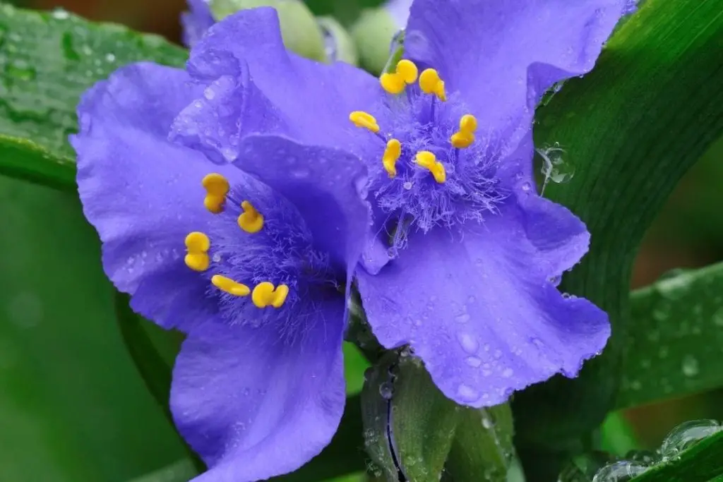 Spiderwort