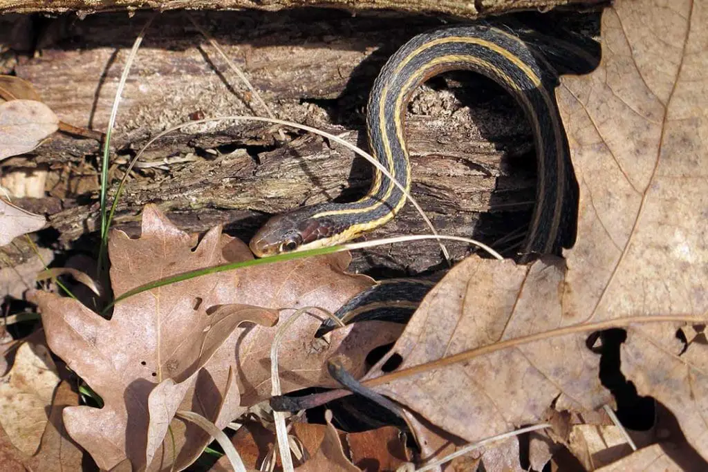 Butler's Garter Snake (Thamnophis butleri)