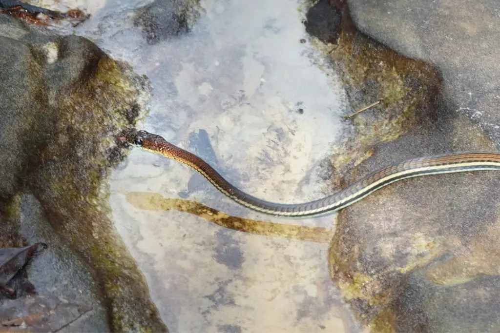 Thamnophis proximus snake in the water