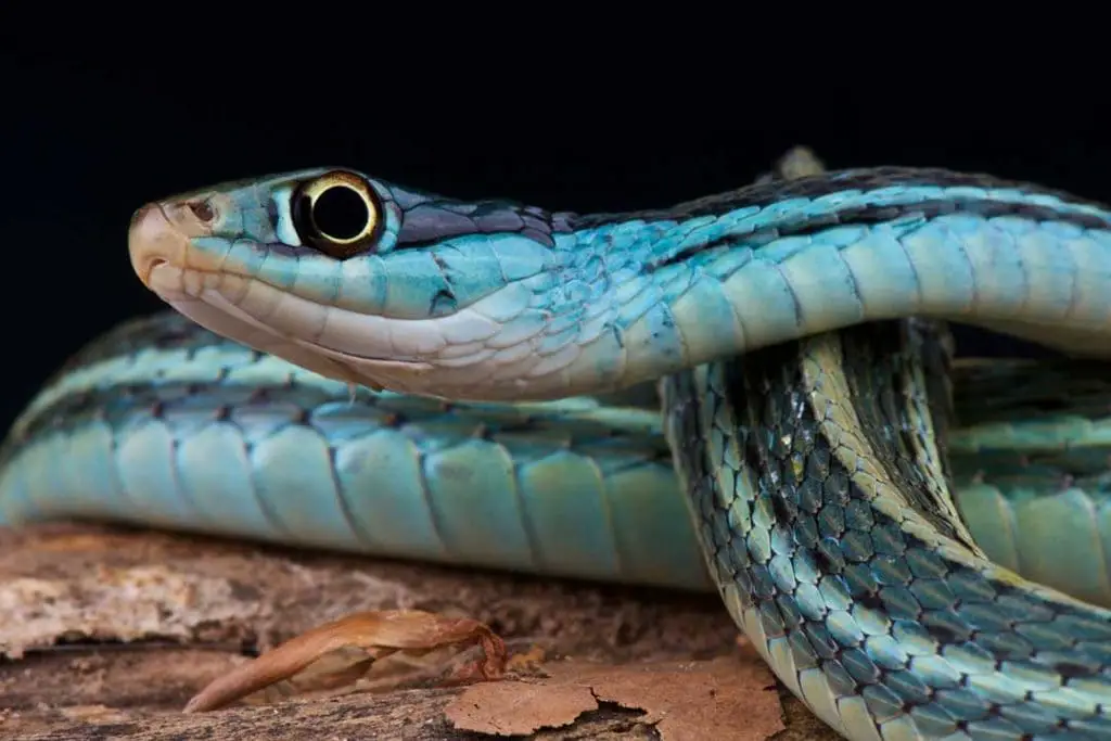 Thamnophis sauritus nitae, Blue ribbon snake, USA