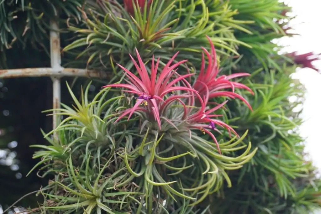 Tillandsia air plant