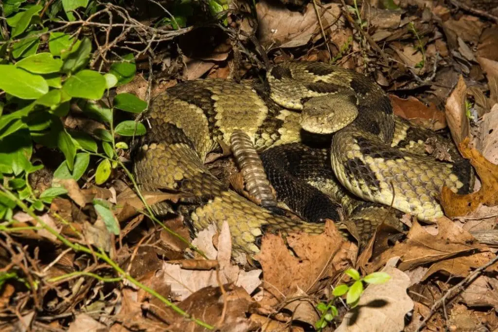 Timber Rattlesnake