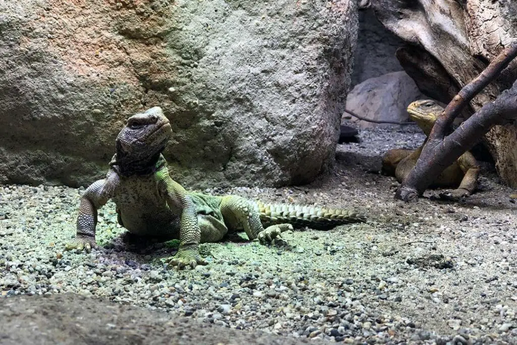 uromastyx aegyptia lizard