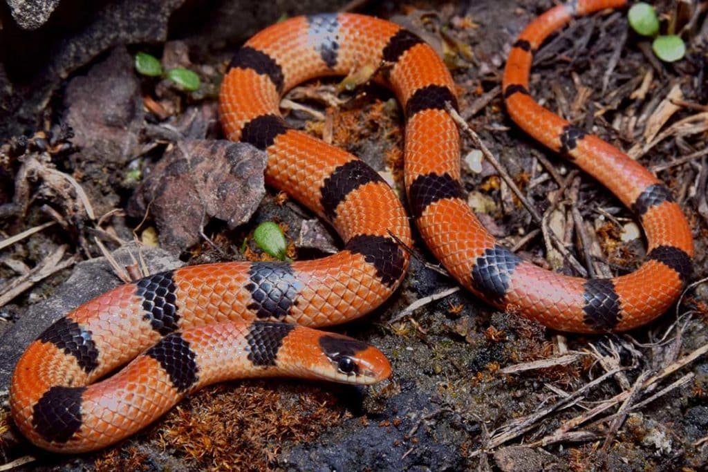 Variable Ground Snake (Sonora semiannulata semiannulata)