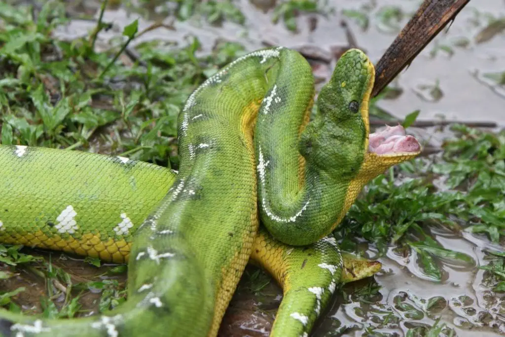 wild caught emerald tree boa