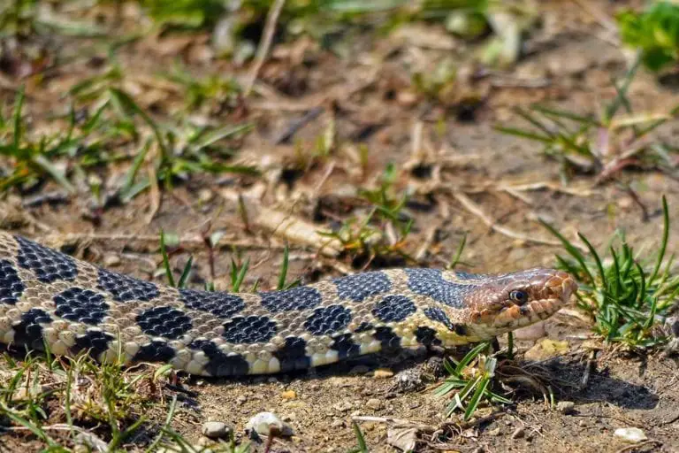 All 46 Snakes in Missouri (With Pictures) - ReptileHow.com