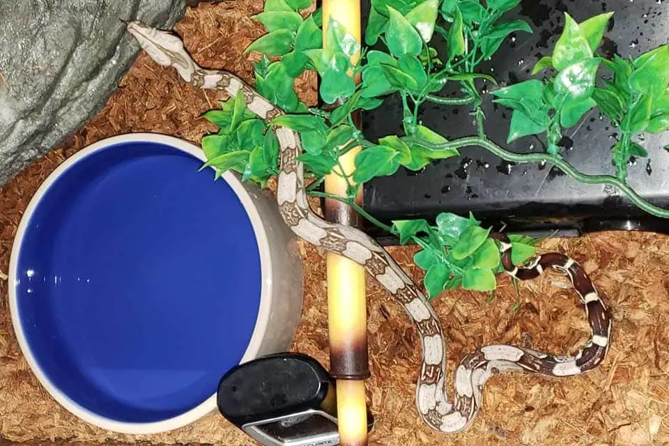 juvenile boa with his water bowl and hide