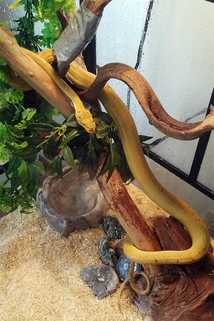 adult amazon tree boa above aspen bedding