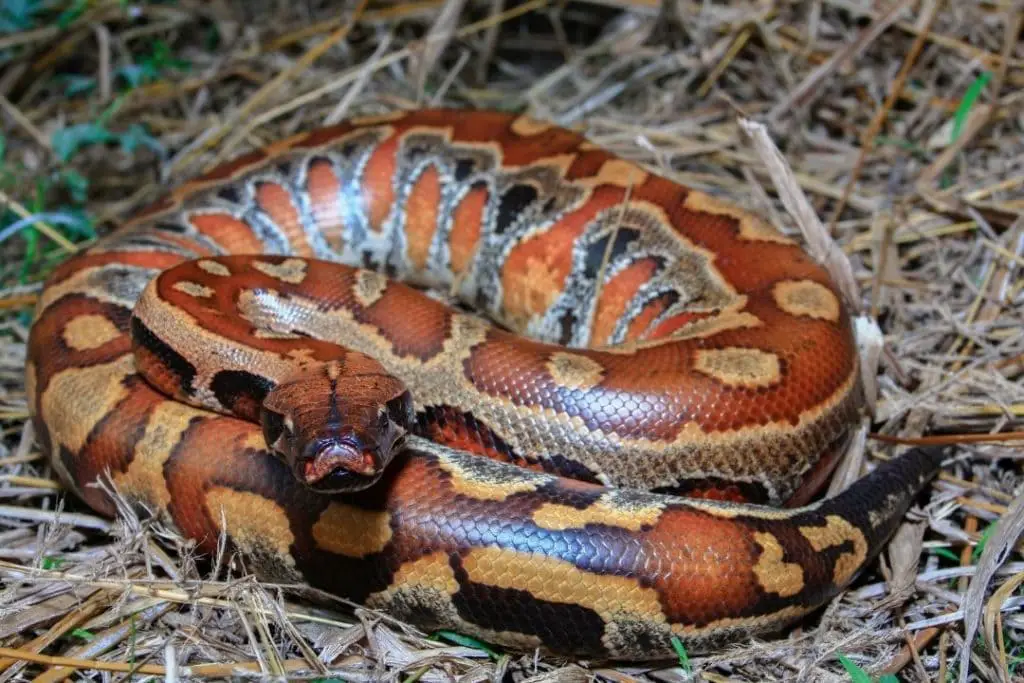 adult blood python