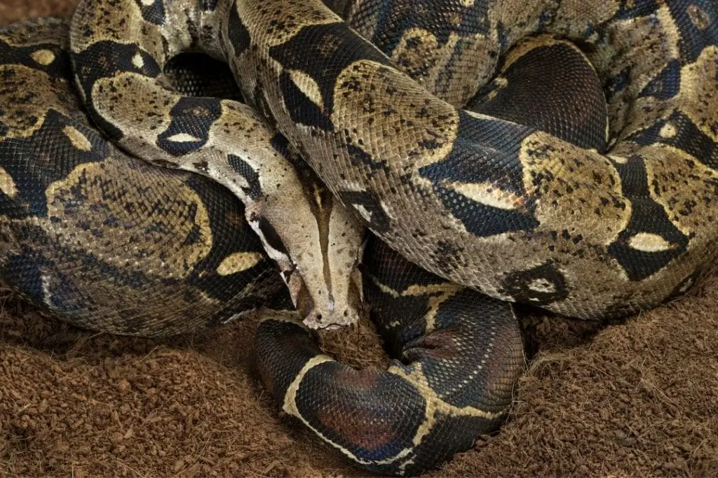 boa constrictor on bioactive substrate