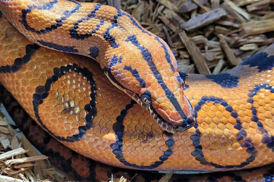 adult brazil rainbow boa