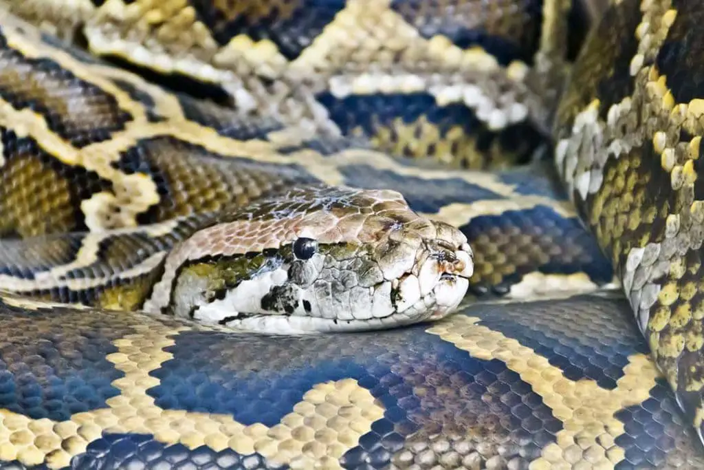 adult burmese python