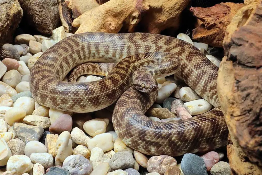 adult children's python inside its enclosure