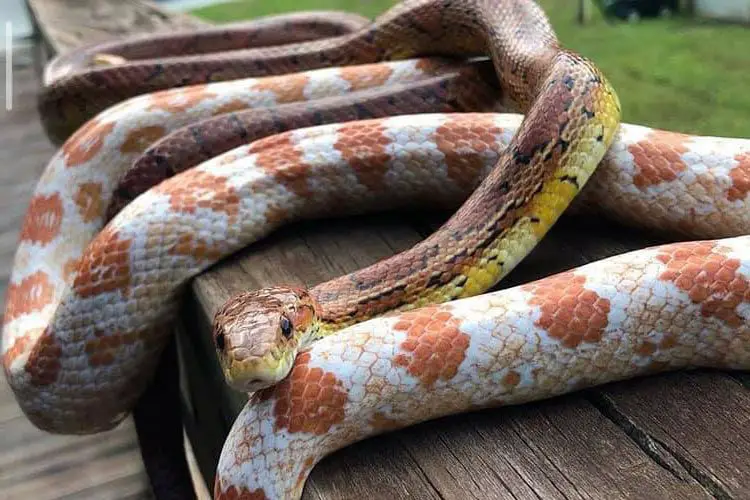 adult male and female pair of corn snakes